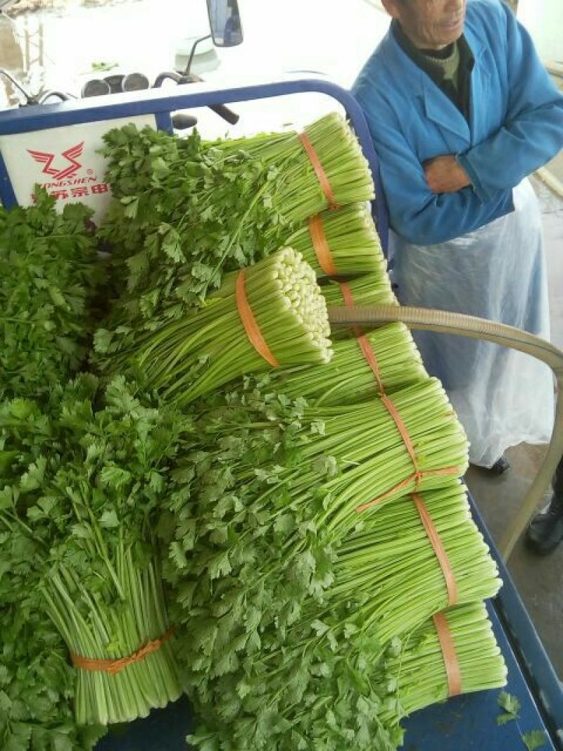 西芹55cm以上精品西芹