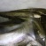 土鲶鱼食用