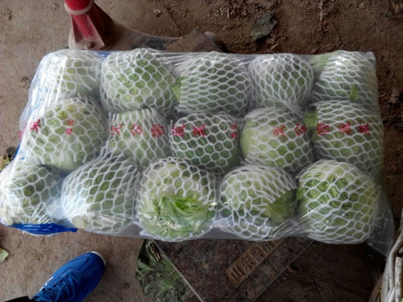 大量供应金乡中甘11甘蓝