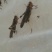 蝗虫食用