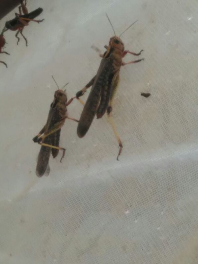 蝗虫食用