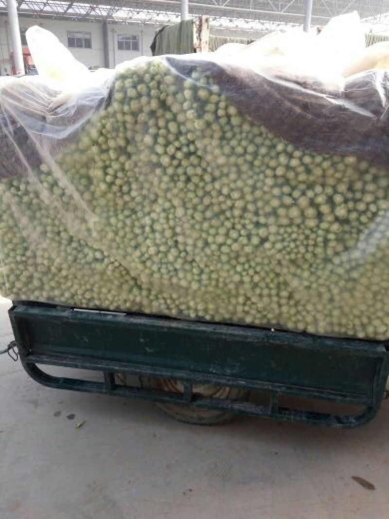 西芹60cm以上