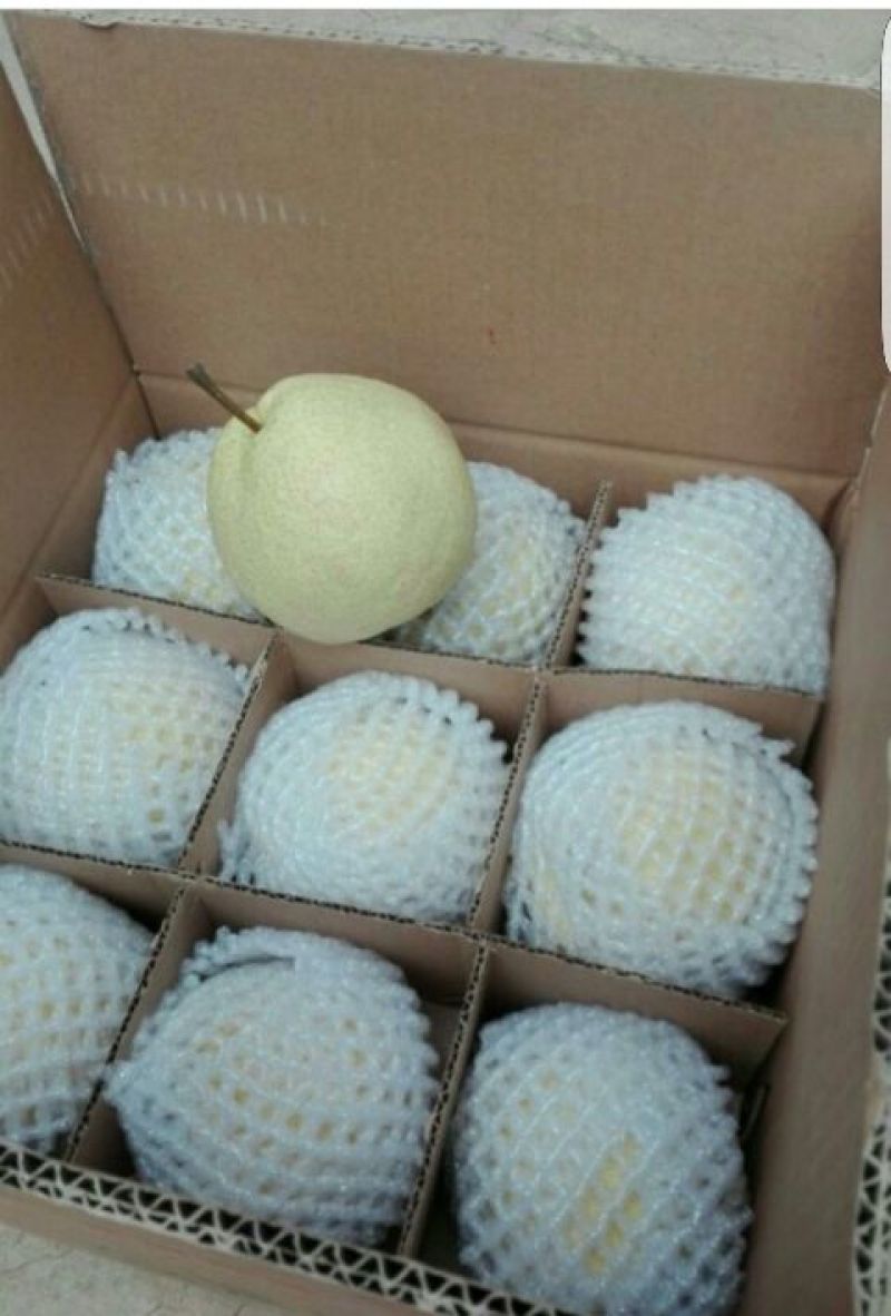 礼泉酥梨200~250g纸袋