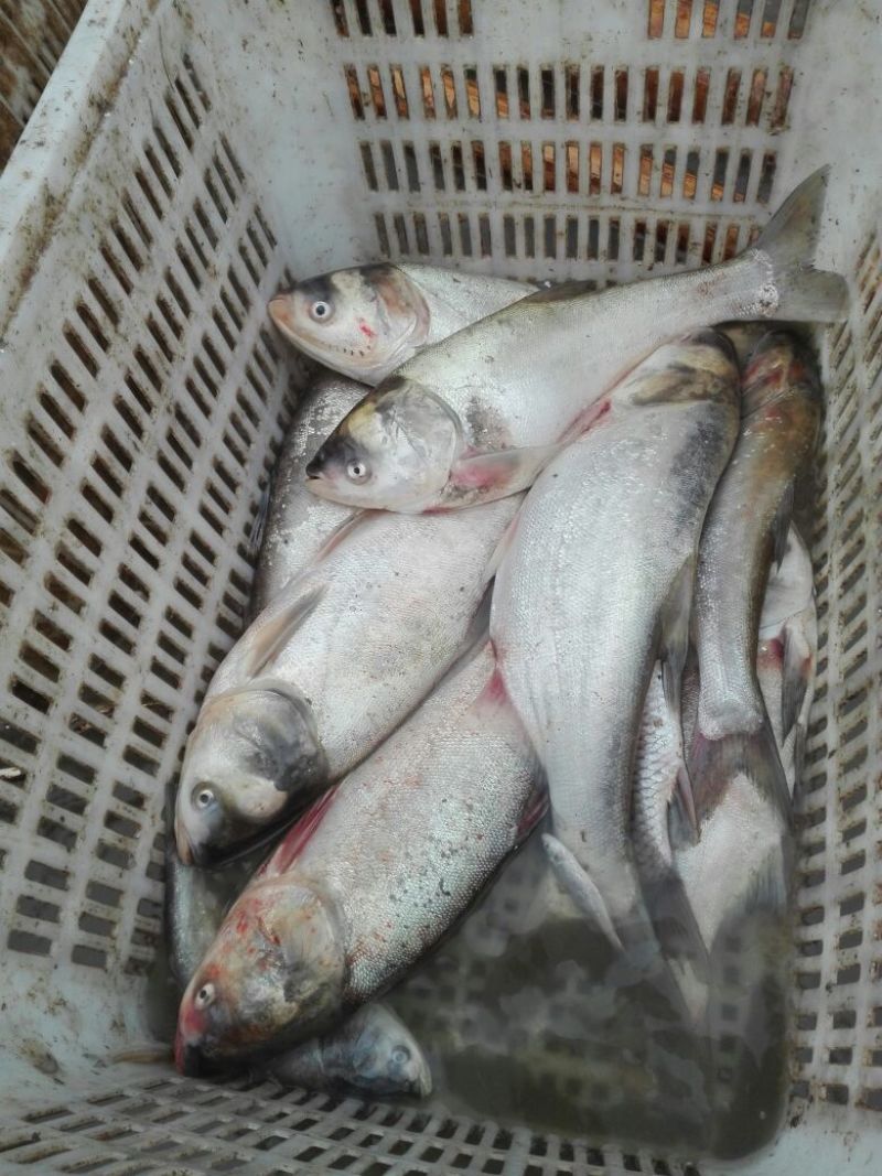 鳙鱼