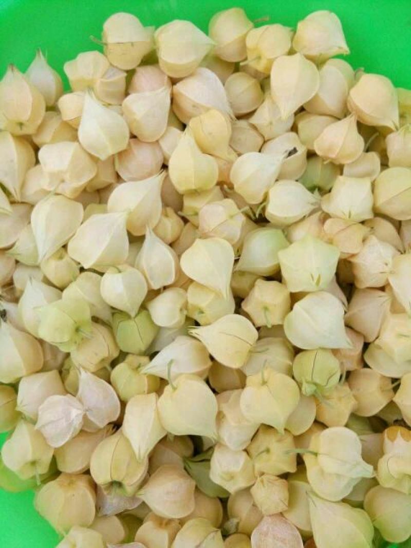 甜菇茑5~10mm
