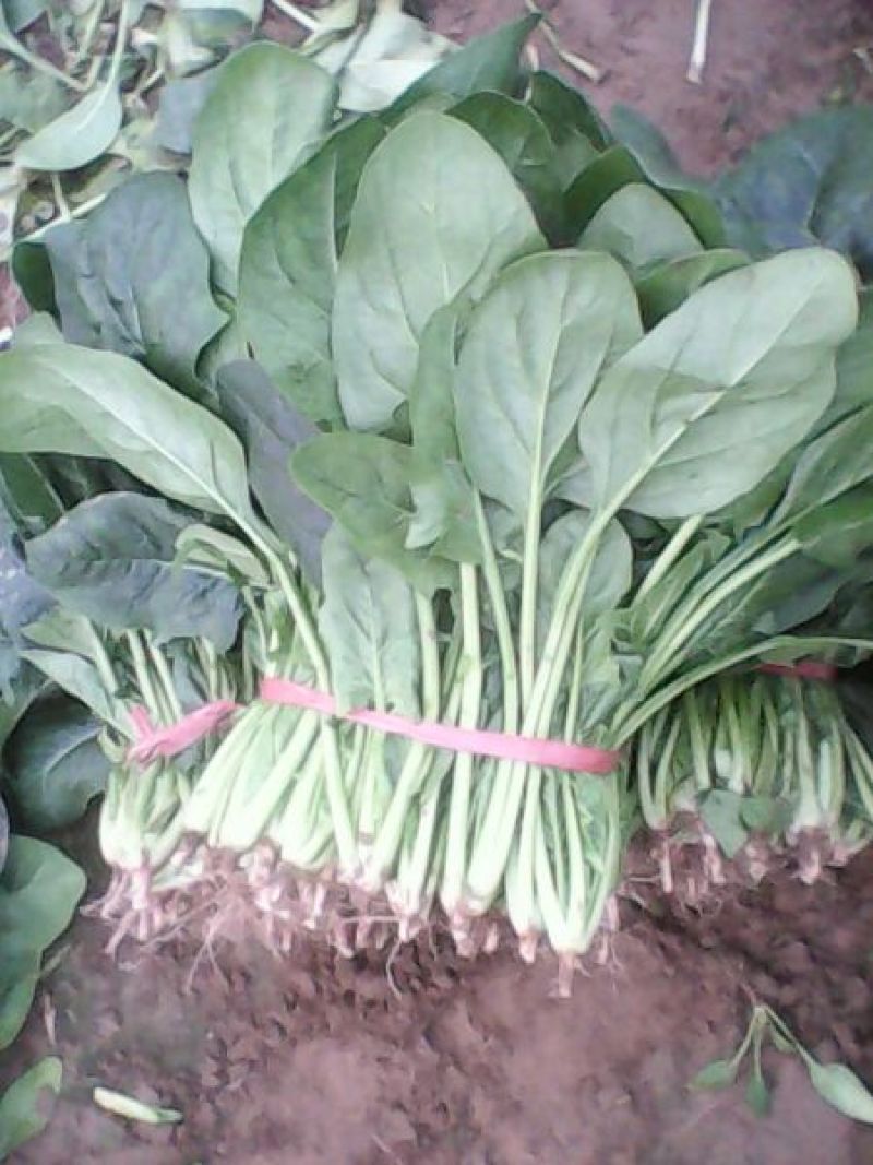 名门菠菜