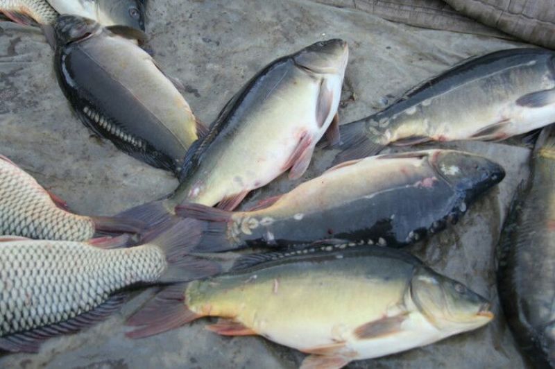 河鲤鱼食用3公斤以上