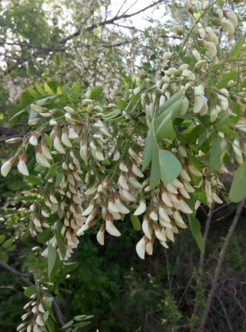 蜂蜜纯正槐花蜜，新货上市