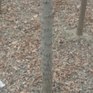 榆树6~8cm4~6cm2.5~3m