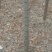 榆树6~8cm4~6cm2.5~3m