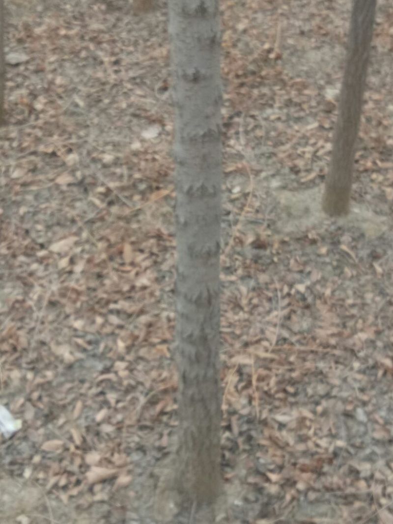 榆树6~8cm4~6cm2.5~3m