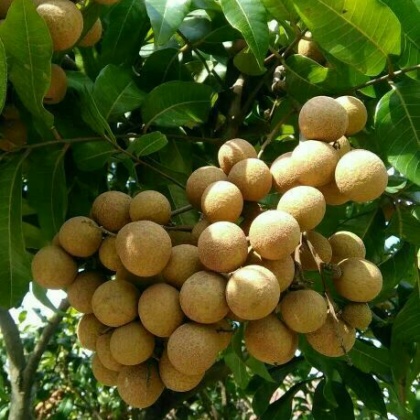 广西贵港市平南县石硖龙眼 20毫米以上 精品批发_赵良杰供应_一亩田农业网