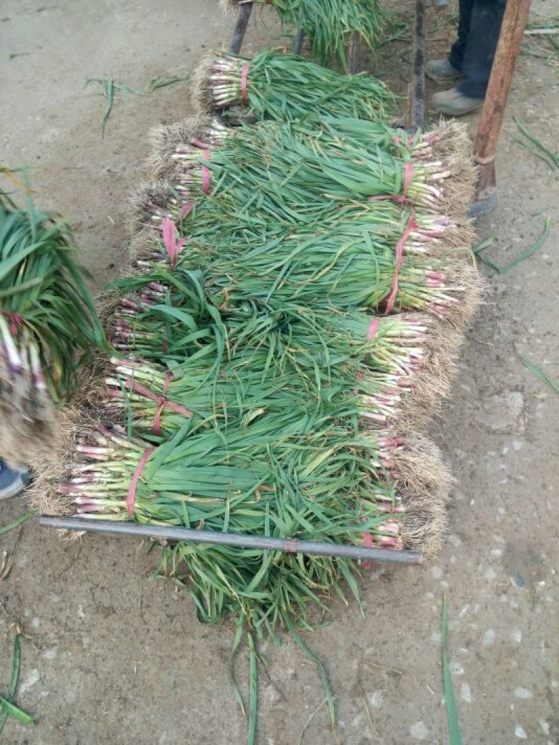 四季小葱50~55cm