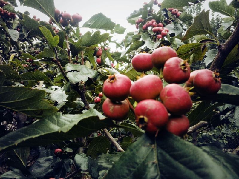口感味甜的甜红子山楂苗全国栽植