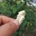 青皮核桃青皮