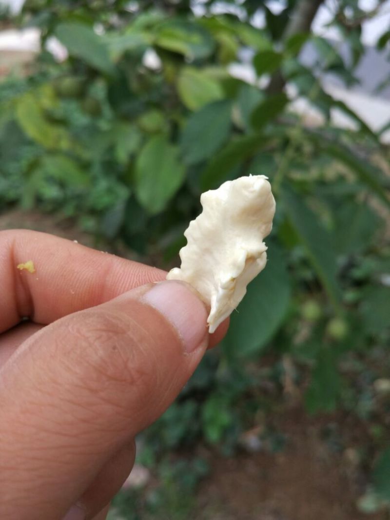 青皮核桃青皮