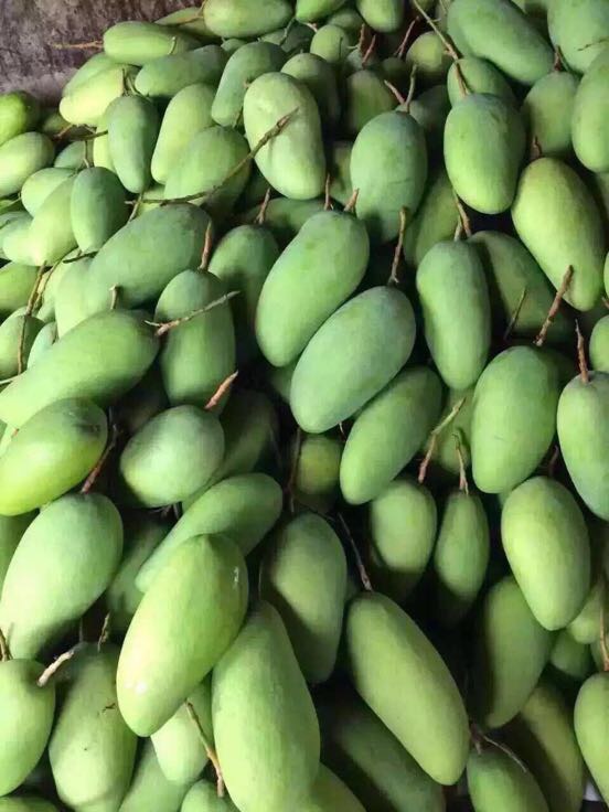 大青芒 8两以上批发_吴营供应_一亩田农业网