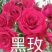 月季苗10~20cm，各种规格都有，量大从优，低价出售