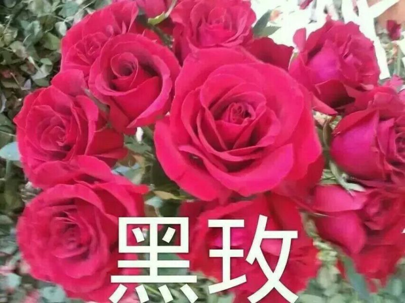 月季苗10~20cm，各种规格都有，量大从优，低价出售