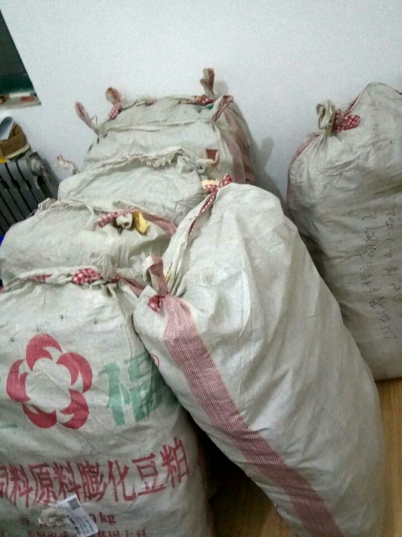 滑子菇干品
