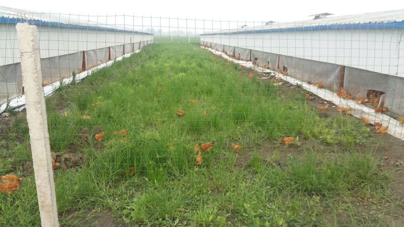 苏北土鸡6~9月