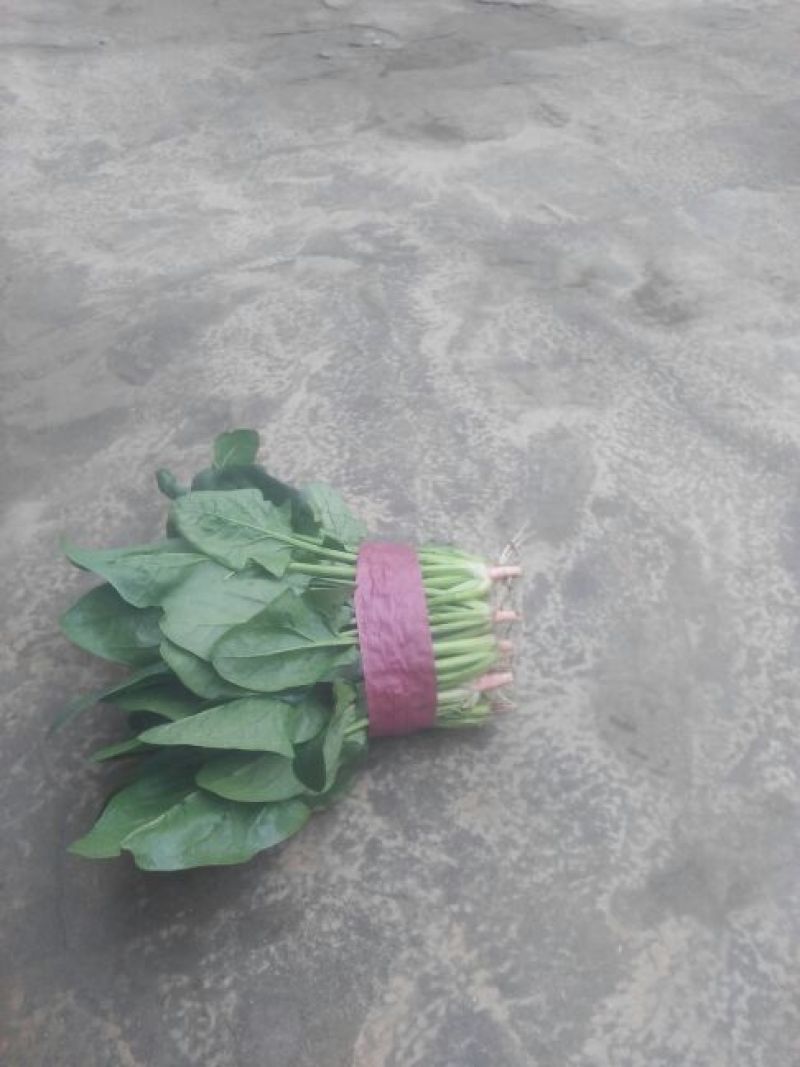 黑叶菠菜20~25厘米
