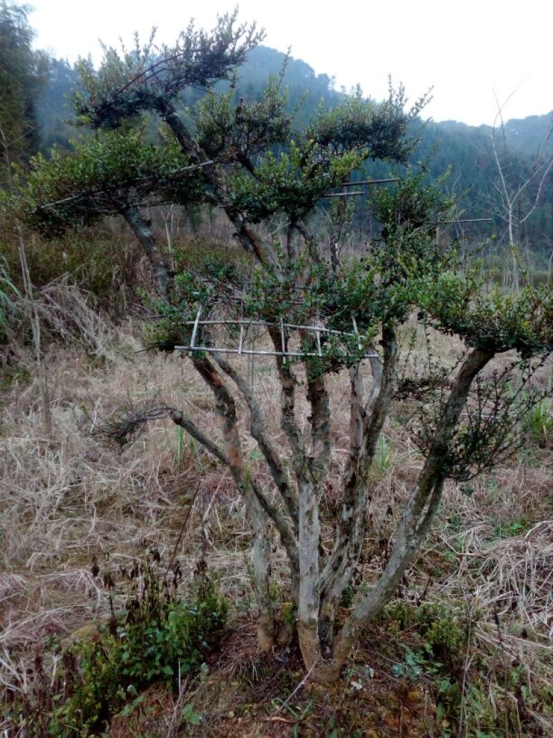 造型树