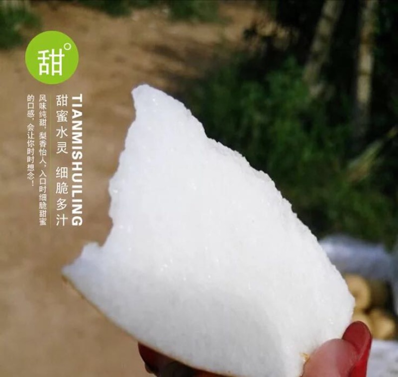 金翠香梨