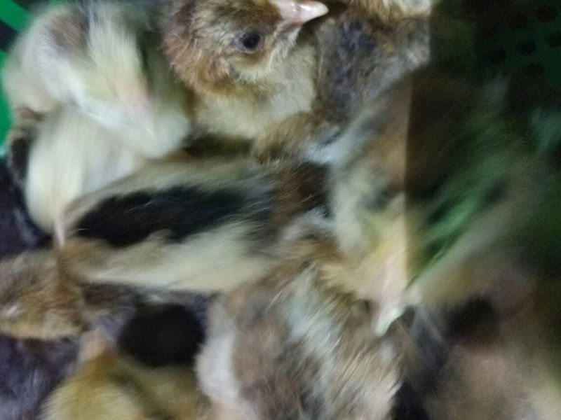 柴鸡苗1斤以下