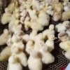 张小玉的一亩田店铺