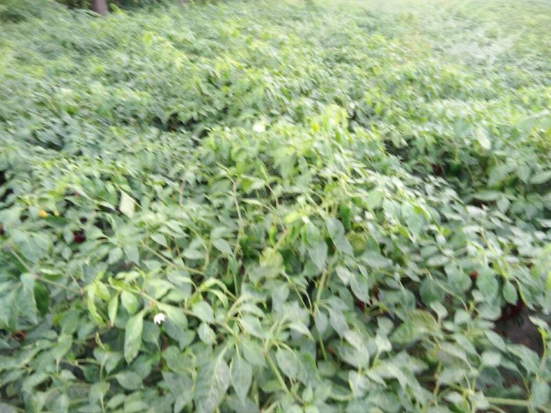 线椒15~20厘米青，有想买的朋友请过来看