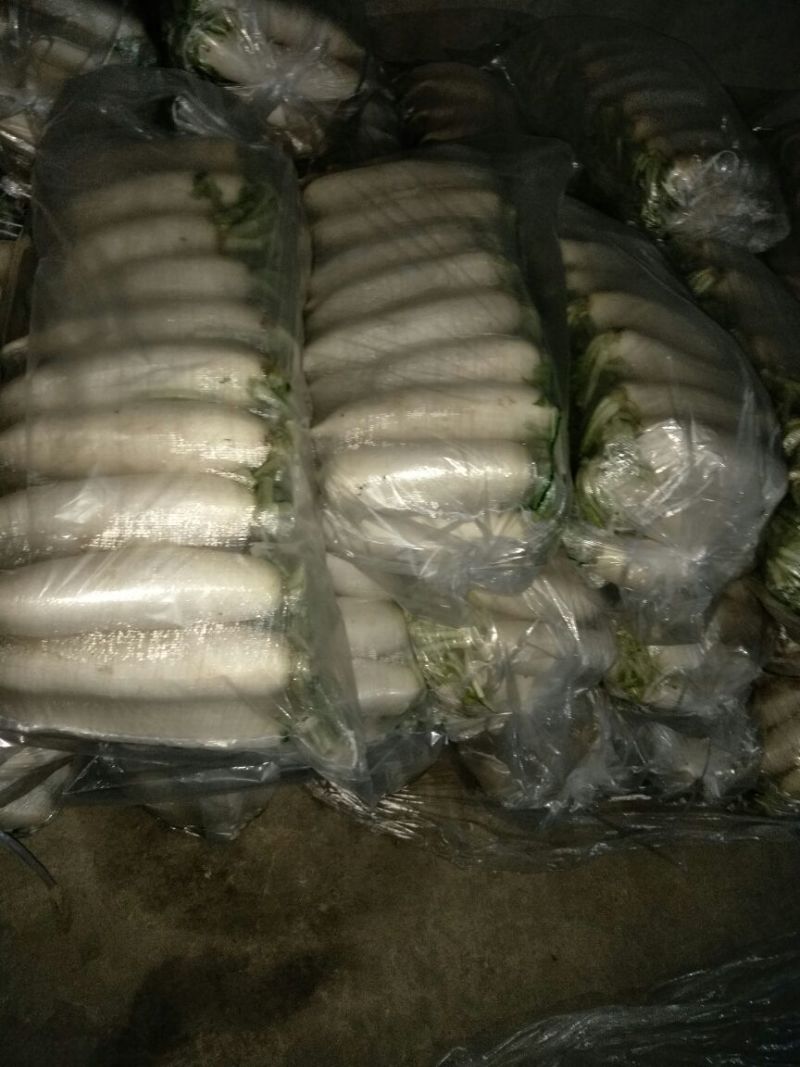 白萝卜1.5~2斤起