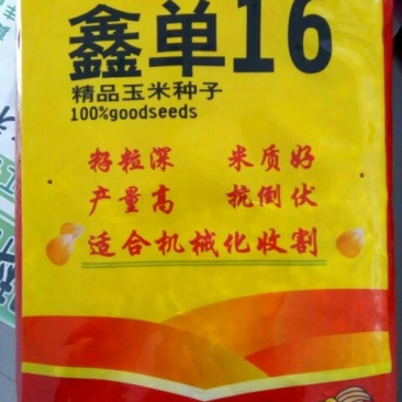 玉米种子97%