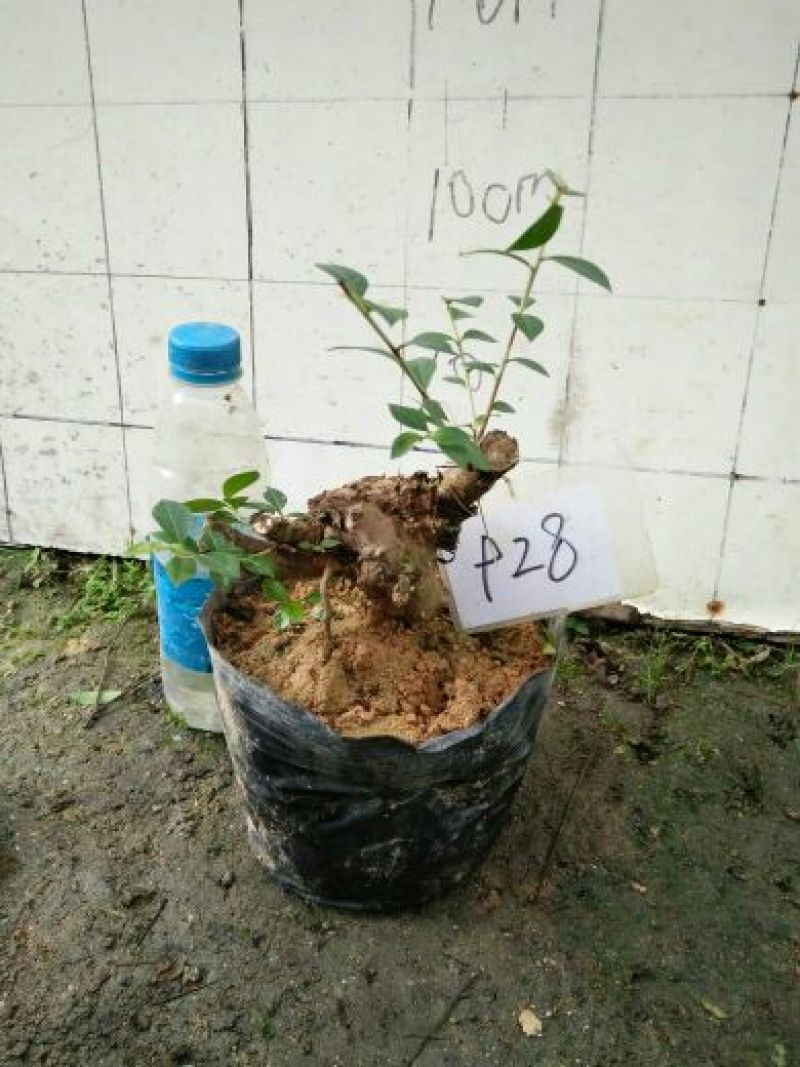 红花紫薇2cm以下0.5米以下1米以下