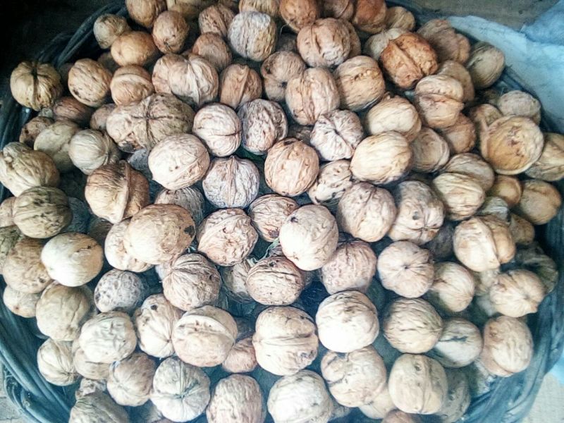 薄皮核桃去皮30mm以上干