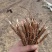 芍药苗10cm以下1-4年苗量大优惠