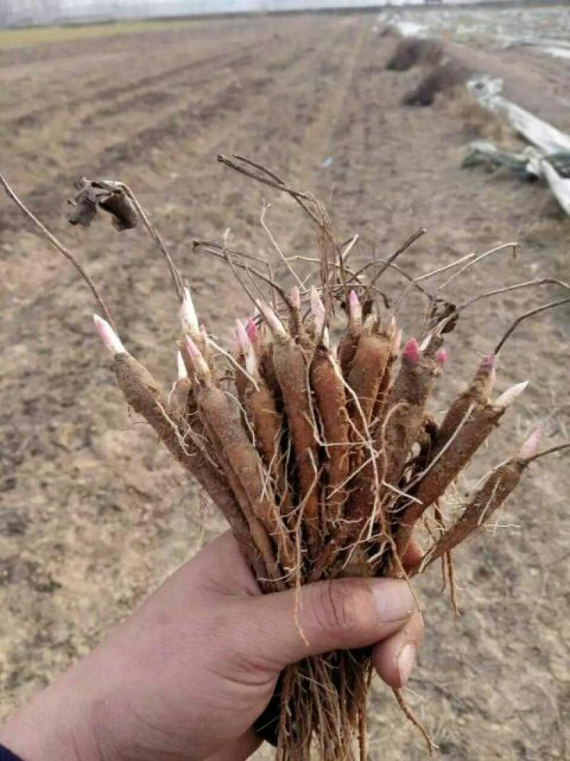 芍药苗10cm以下1-4年苗量大优惠