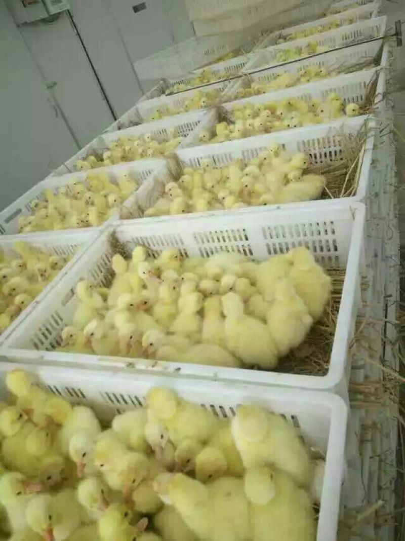 三花鹅苗250g以下