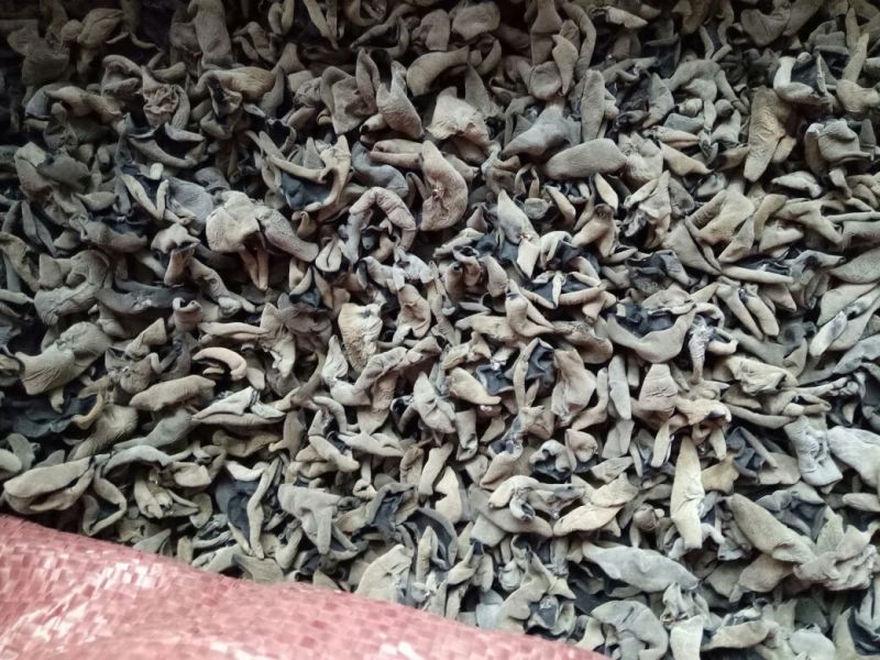 秋耳一级