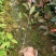 红叶石楠苗30~40cm