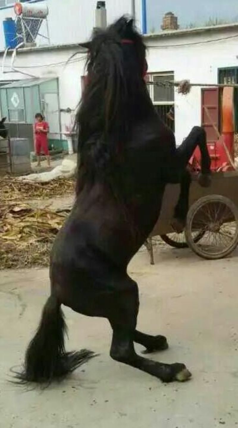矮马