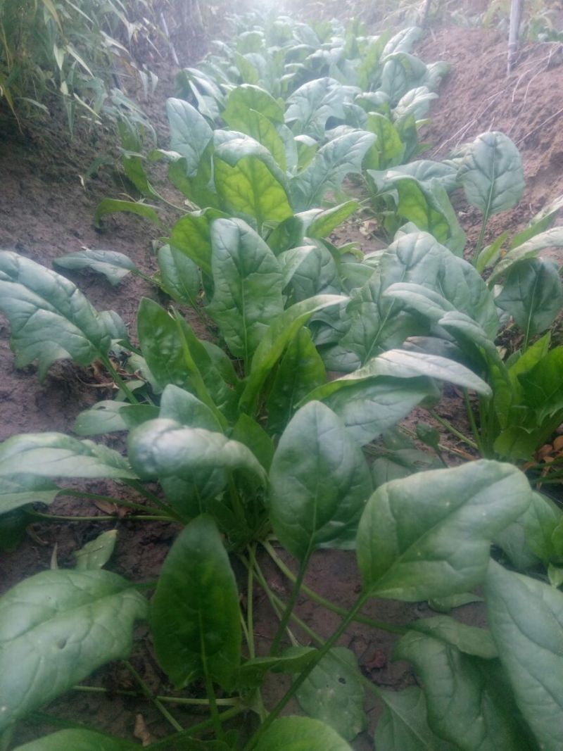 大叶菠菜20~25厘米