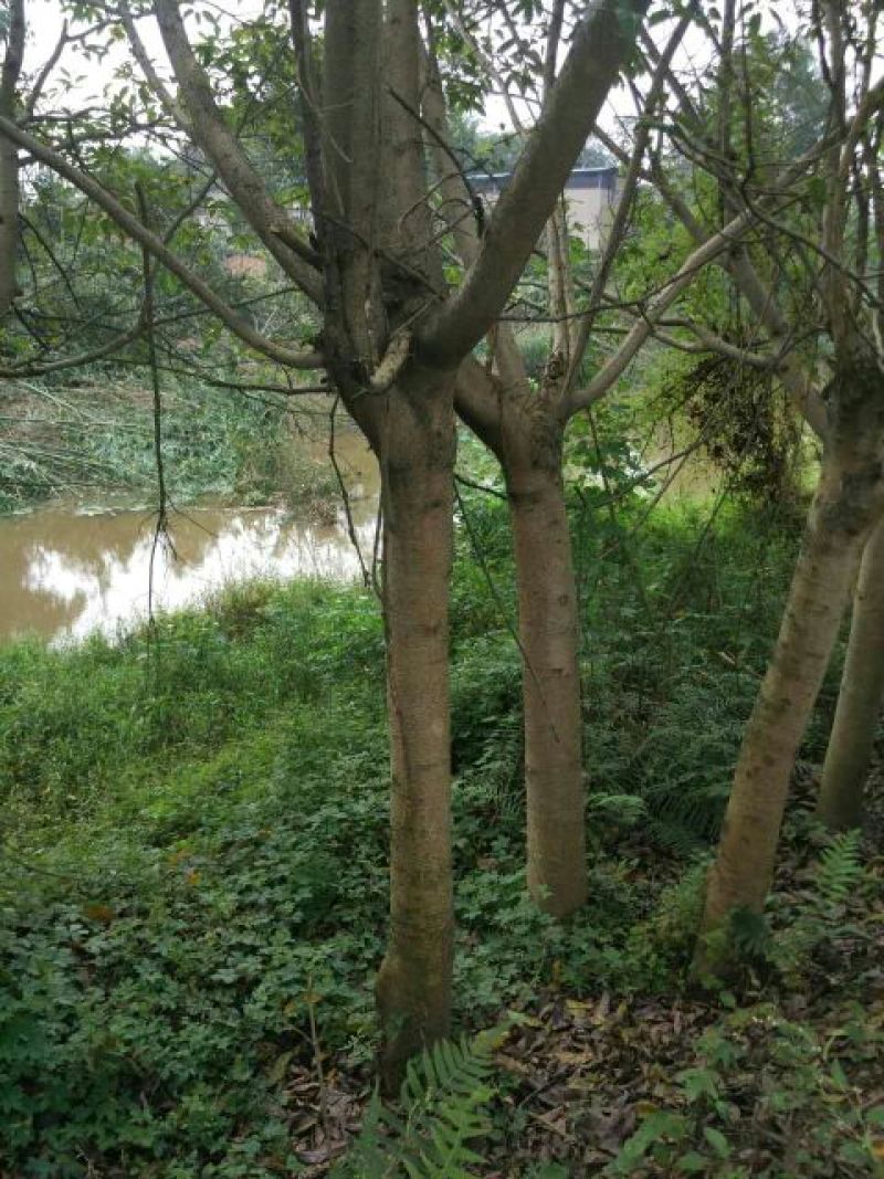 黄葛树10~30cm