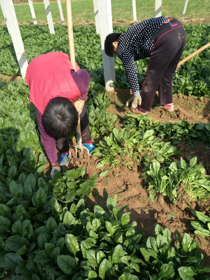 菠菜25~30厘米