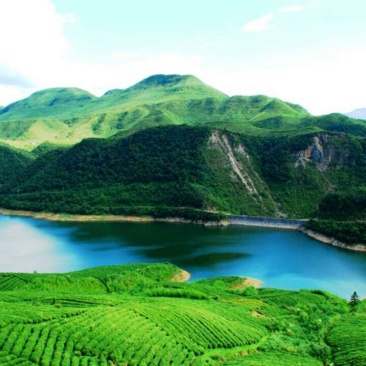 石阡苔茶特级
