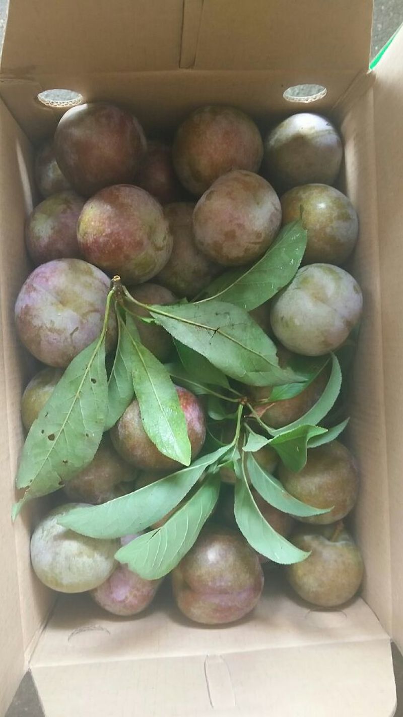 李子枝条