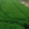 陈绪来的一亩田店铺