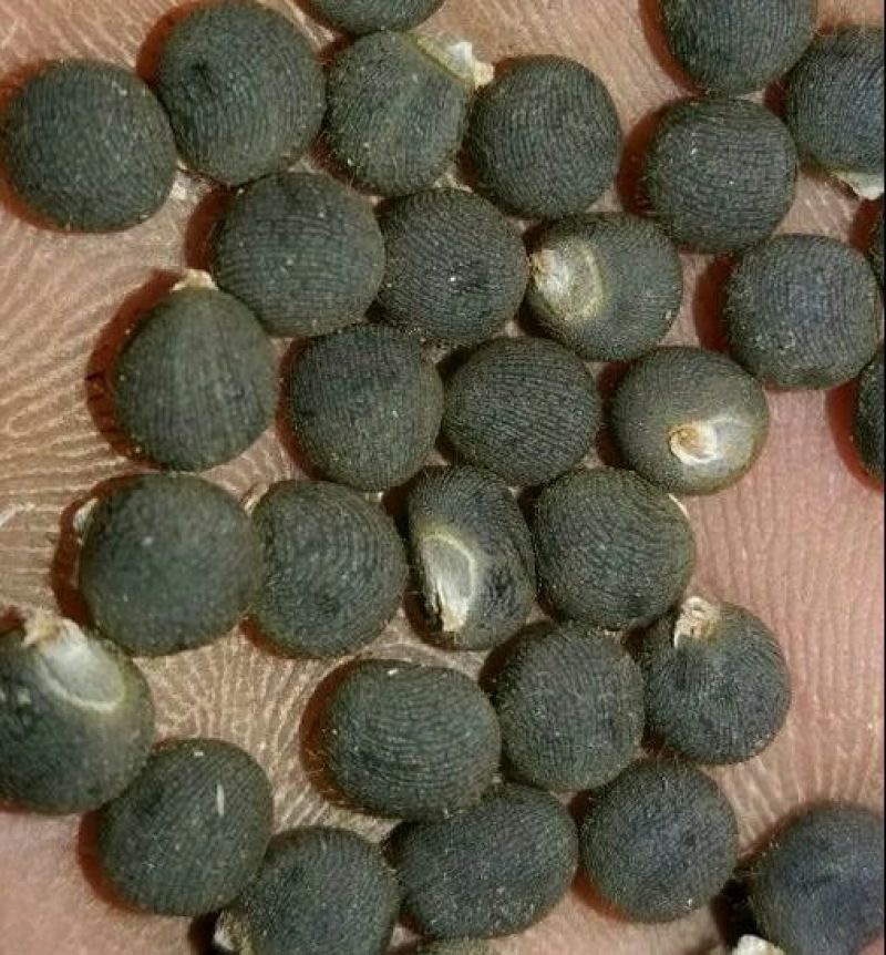 黄秋葵油
