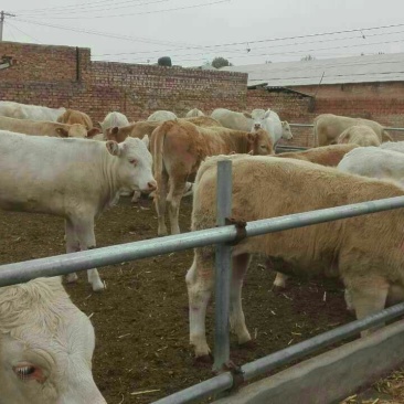 优质夏洛莱大小公母肉牛犊，合作社售肉牛犊