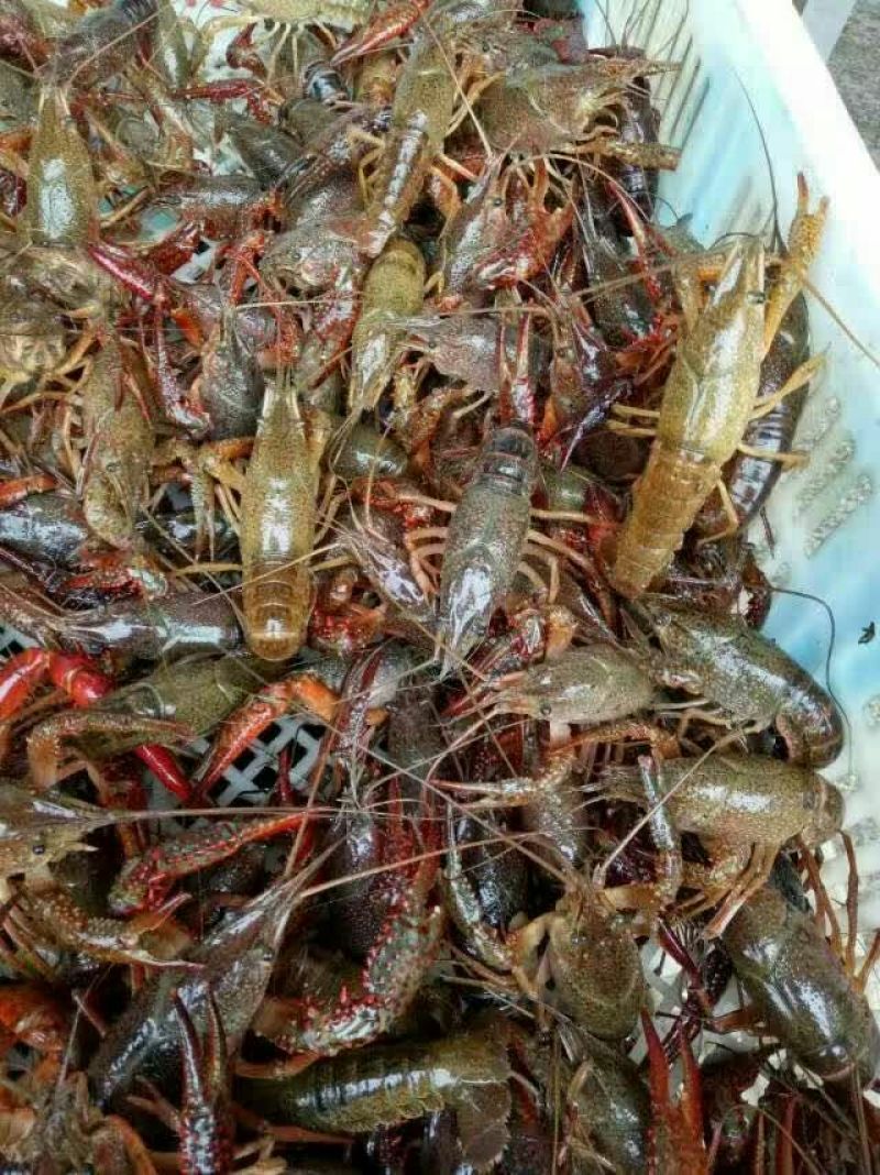 青虾虾苗16~20只/kg